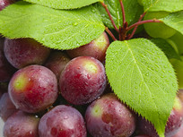 �ʹ�������